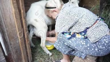 成熟的女人在谷<strong>仓</strong>里挤奶，把牛奶放<strong>进</strong>黄色的碗里，在家里的小农场里和山羊说话